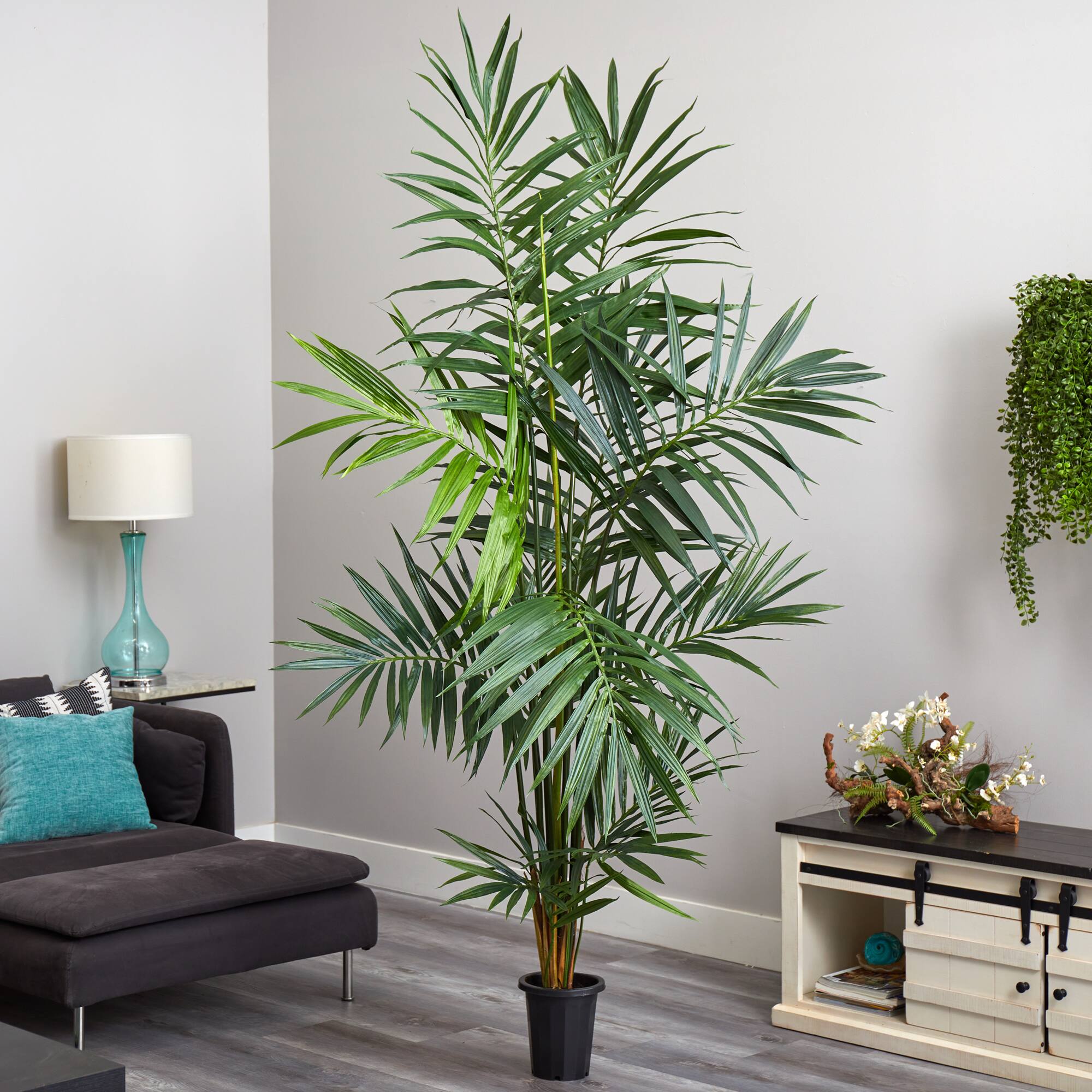 7ft. Potted Kentia Palm Tree